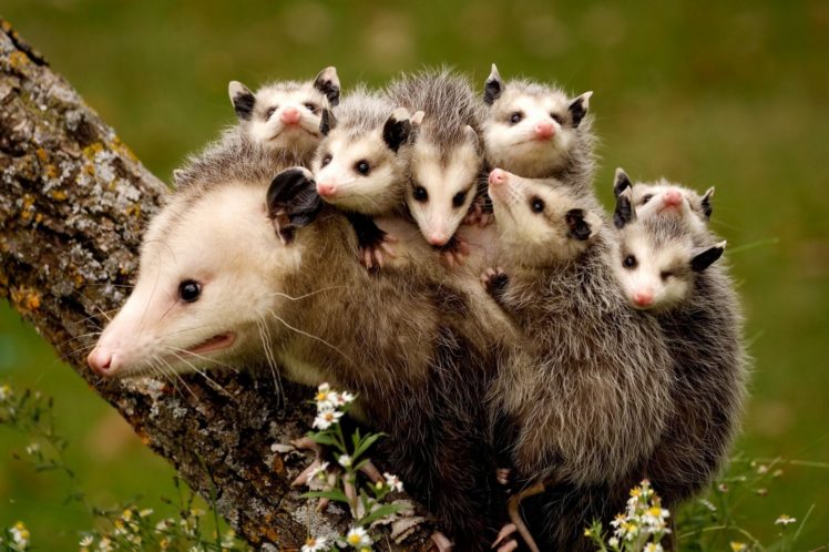 opossum, Cubs, Motherhood HD Wallpaper Desktop Background