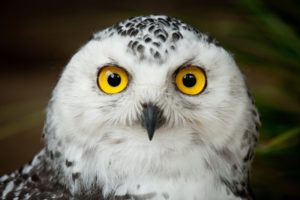 owl, Bird, Head, Eyes