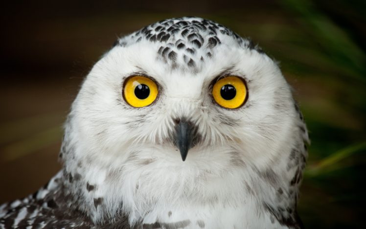 owl, Bird, Head, Eyes HD Wallpaper Desktop Background