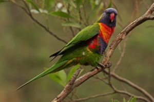 parrot, Lorikeet, Multicolor, Branch