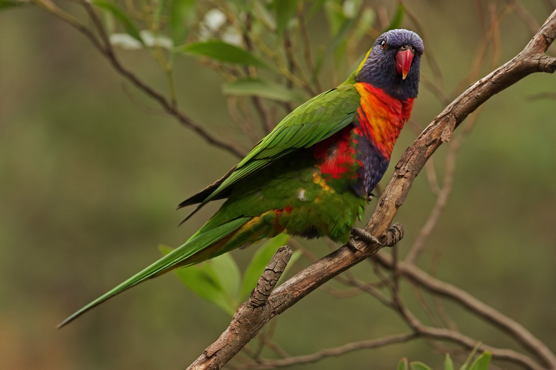 parrot, Lorikeet, Multicolor, Branch Wallpaper