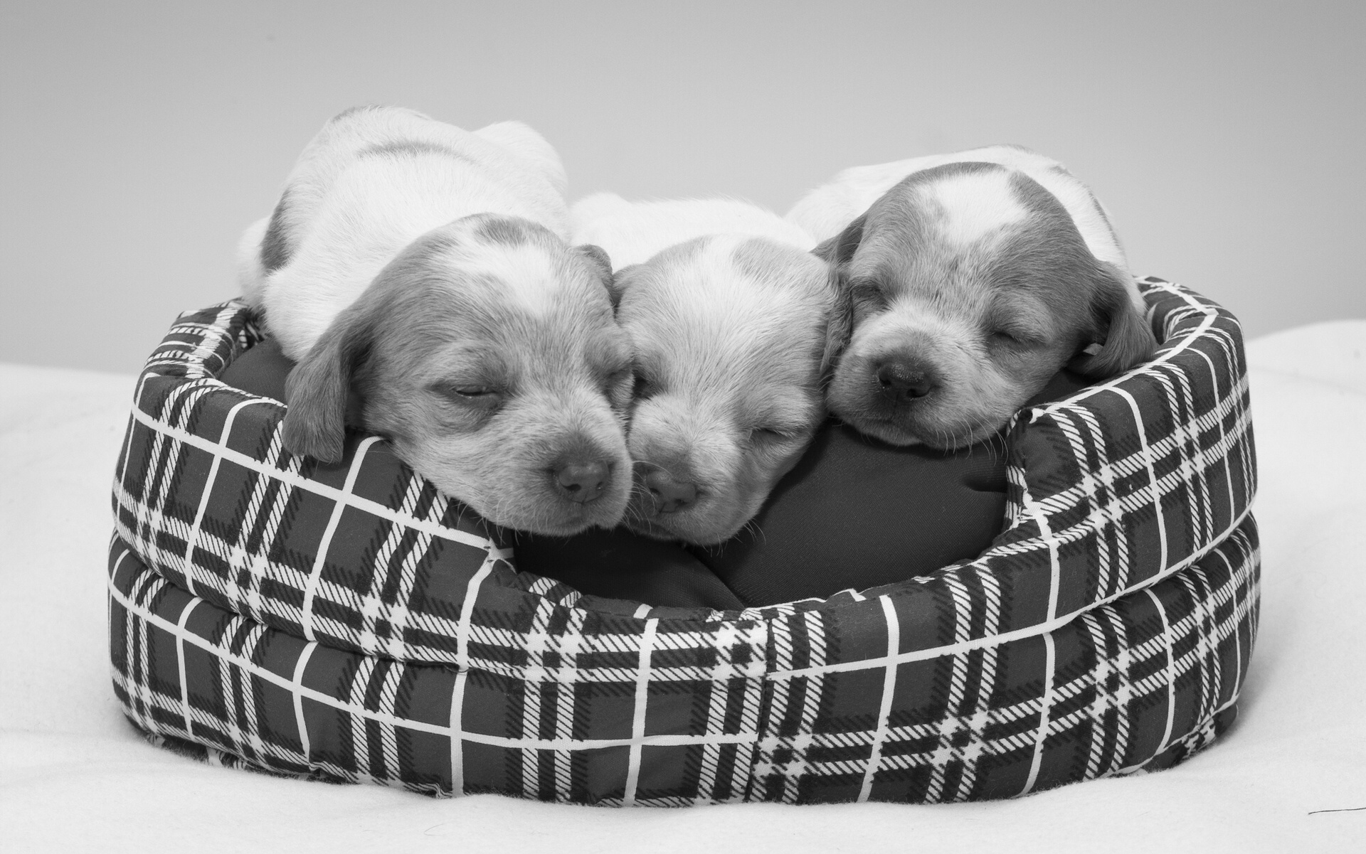 puppies, Sleeping Wallpaper