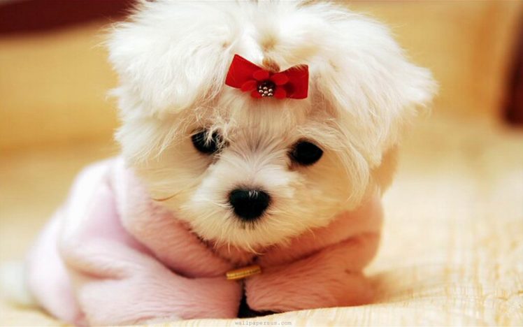 puppy, Maltese, White, Bow HD Wallpaper Desktop Background
