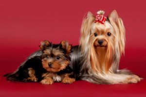 yorkshire, Terrier, Beauty, Bow