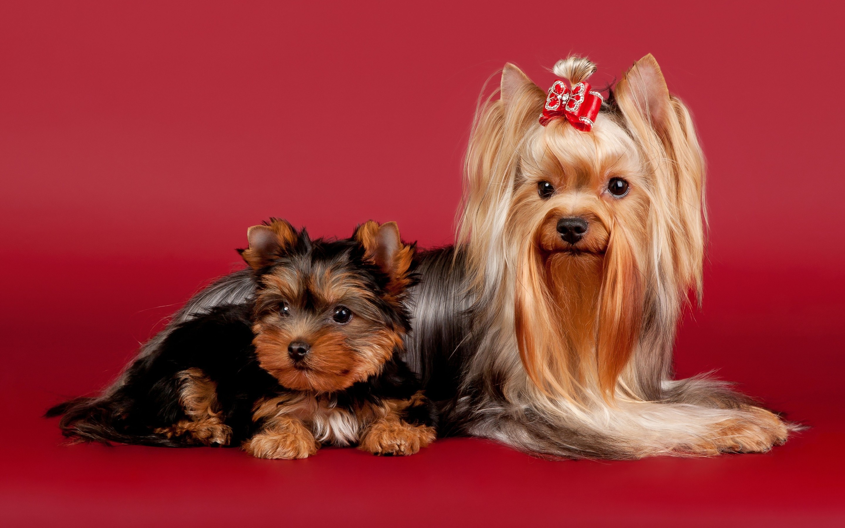 yorkshire, Terrier, Beauty, Bow Wallpaper