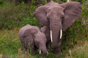 baby, Elephant