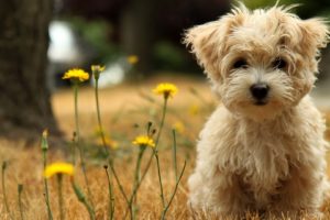 dog, Puppy, White, Flowers