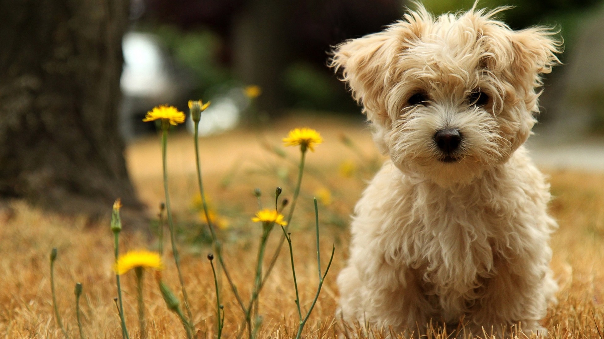 dog, Puppy, White, Flowers Wallpaper