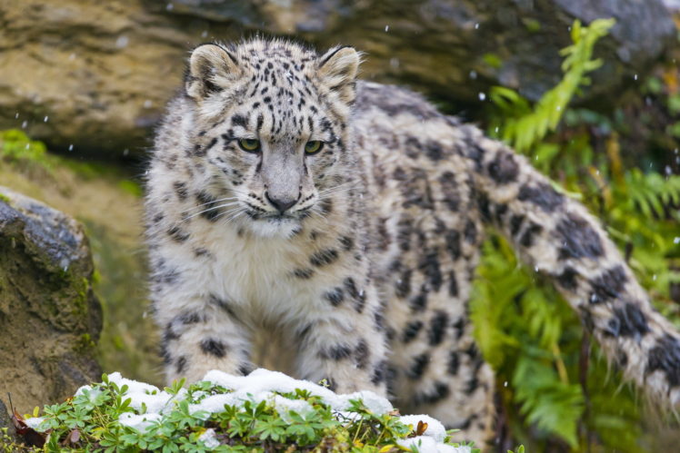 kitten, Snout, Snow, Leopard HD Wallpaper Desktop Background