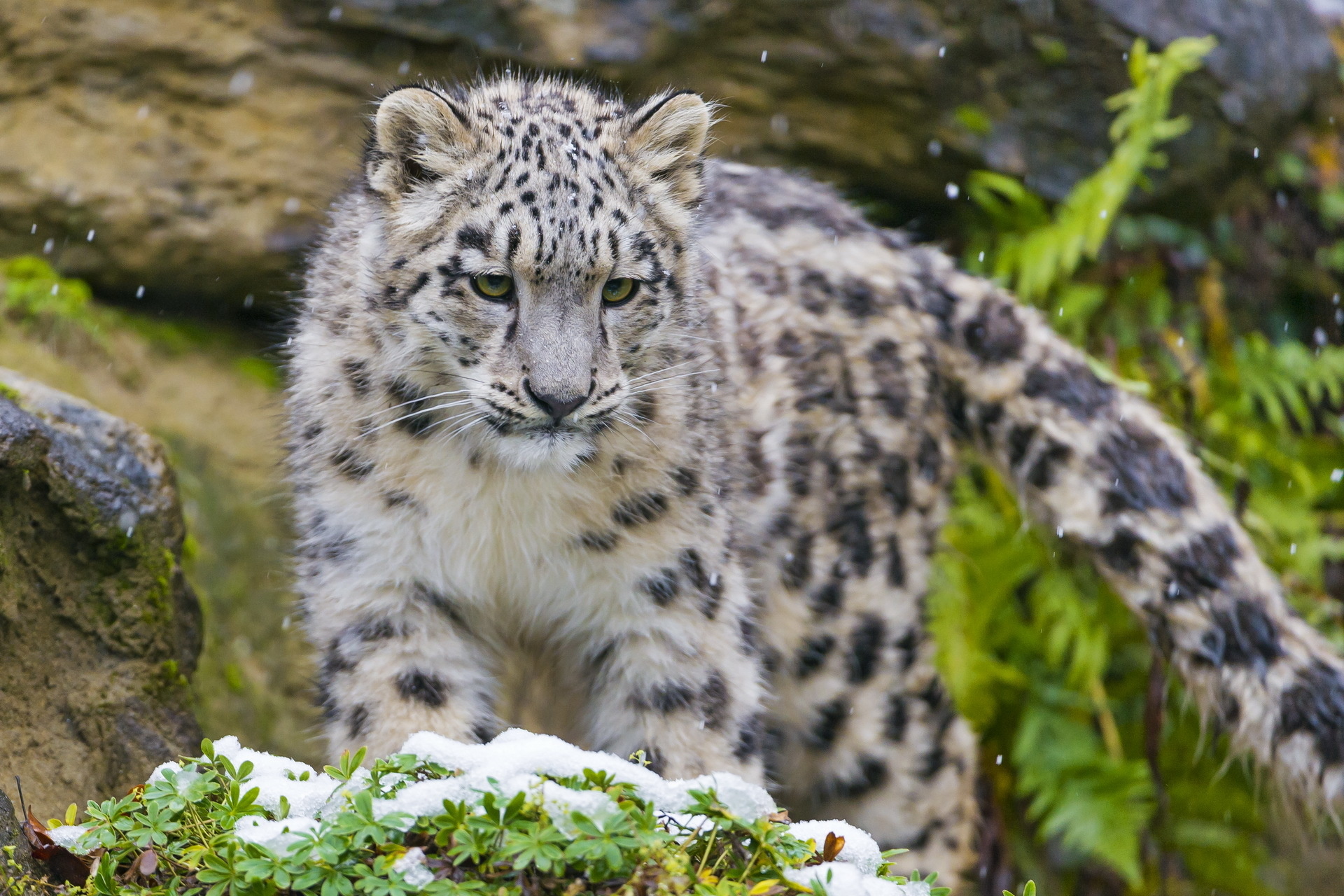 kitten, Snout, Snow, Leopard Wallpaper