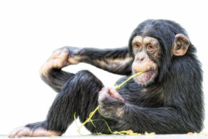 monkey, Chimpanzee