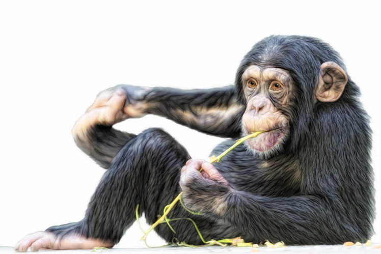monkey, Chimpanzee HD Wallpaper Desktop Background