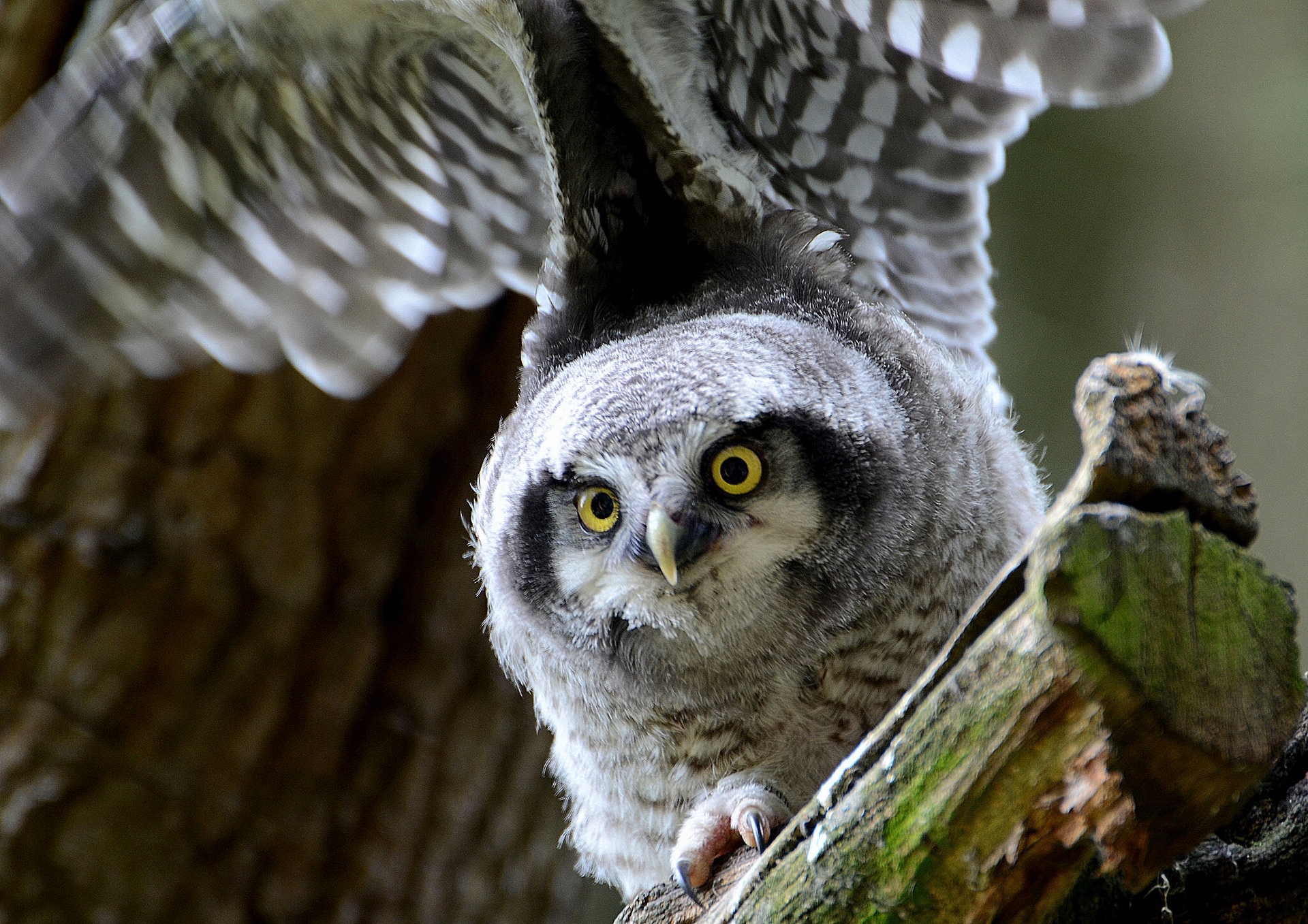 owl, Wings, Bird Wallpaper
