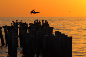 pelican, Bird, Sunset, Posts, Ocean