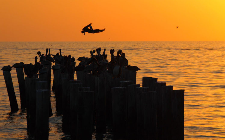 pelican, Bird, Sunset, Posts, Ocean HD Wallpaper Desktop Background