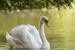 swan, Bird, Water