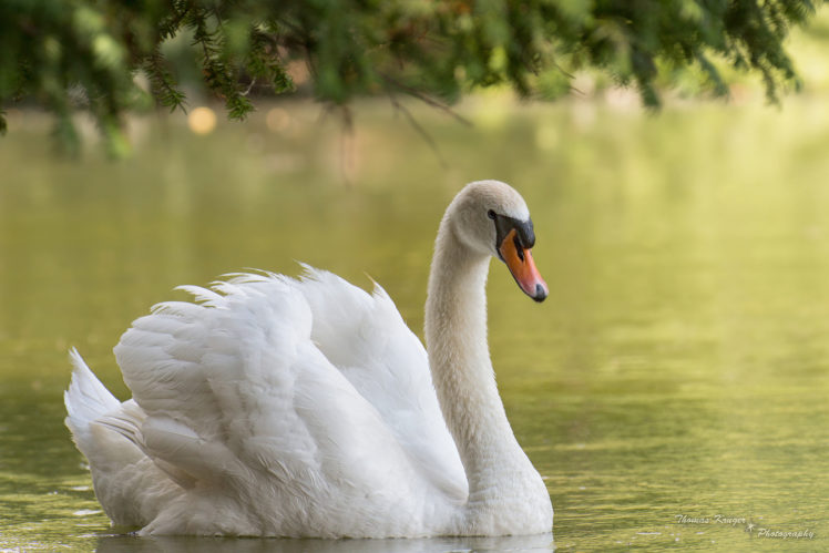swan, Bird, Water HD Wallpaper Desktop Background