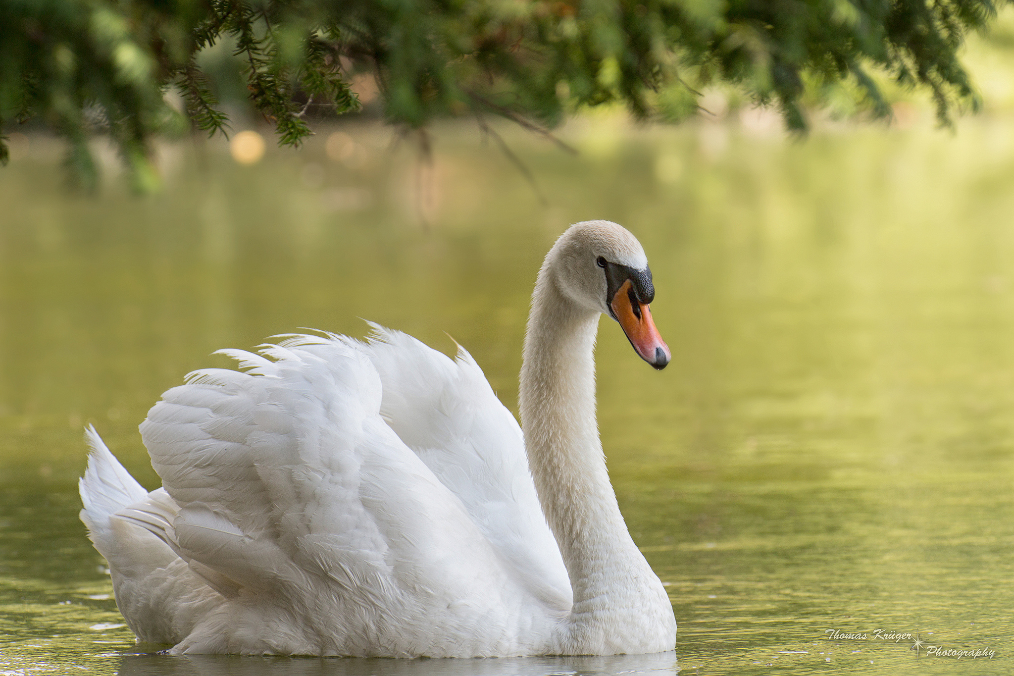 swan, Bird, Water Wallpaper