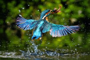 water, Nature, Birds, Food, Kingfisher