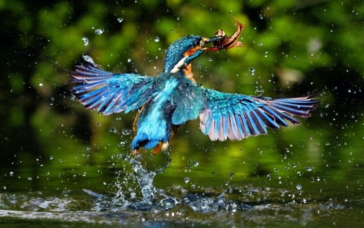 water, Nature, Birds, Food, Kingfisher HD Wallpaper Desktop Background