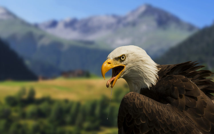 bald, Eagle HD Wallpaper Desktop Background