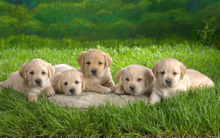 cute, Puppies, In, Playful, Mood HD Wallpaper Desktop Background