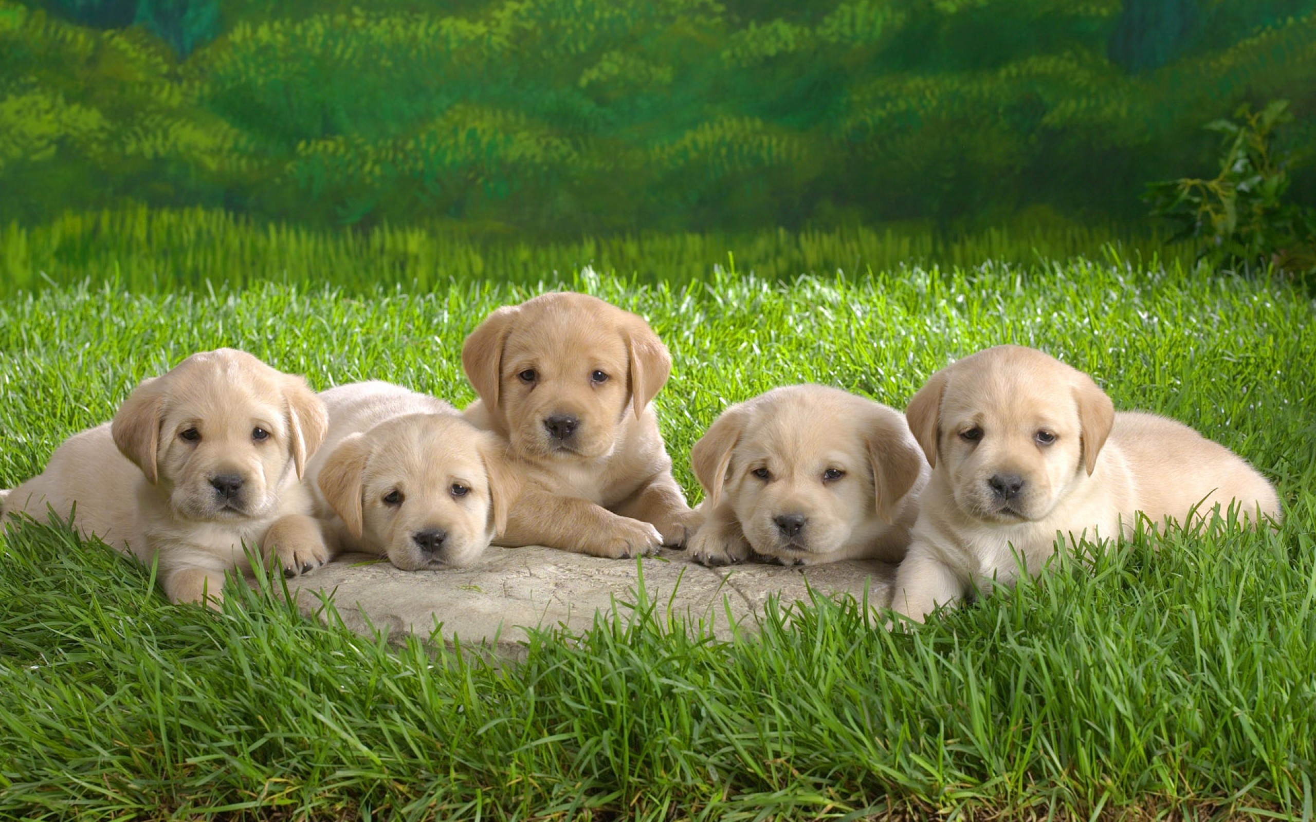 cute, Puppies, In, Playful, Mood Wallpaper