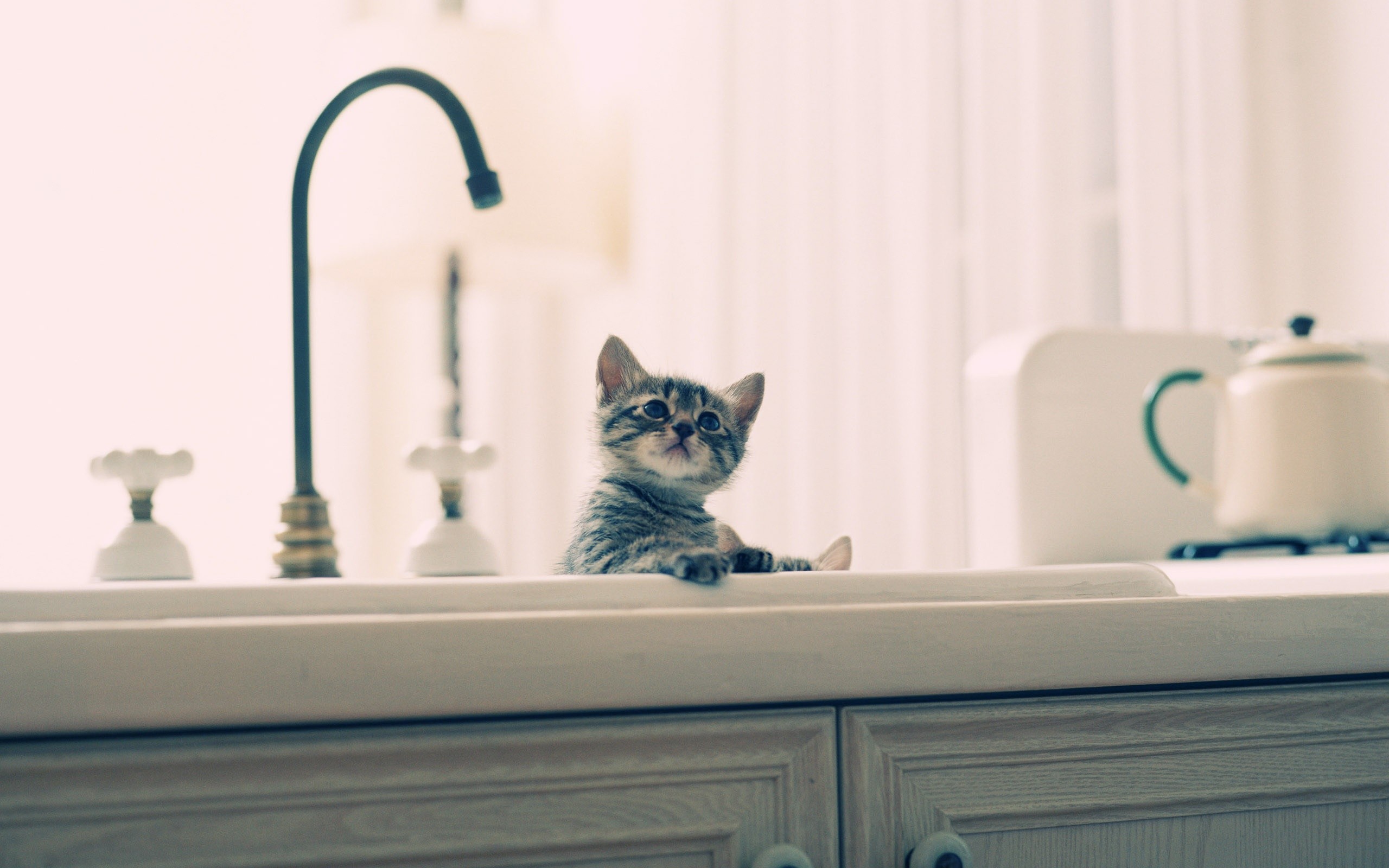 kitten, In, The, Sink Wallpaper