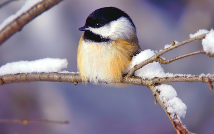 winter,  season , Birds, Chickadee HD Wallpaper Desktop Background