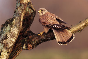 bird, Tree, Branch, Falcon