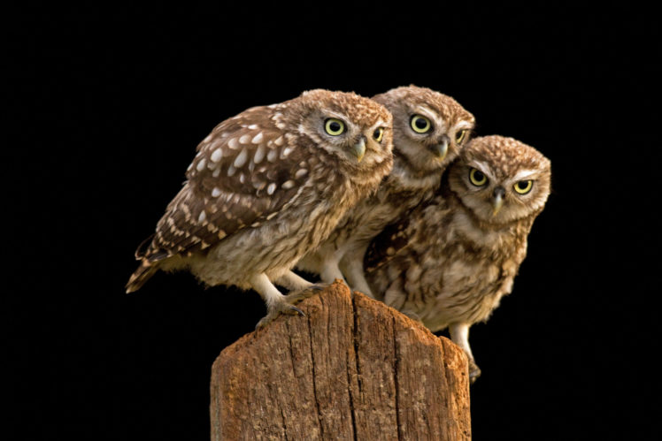 burrowing, Owl HD Wallpaper Desktop Background