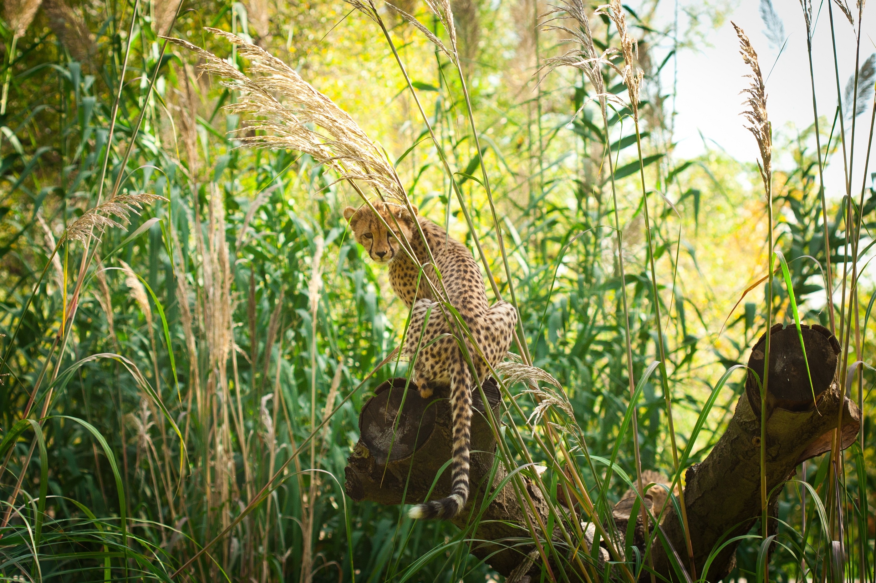 cheetah, Cub, Wildcat, Thickets Wallpaper