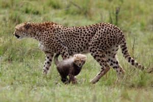 cheetah, Cub, Kitten, Motherhood