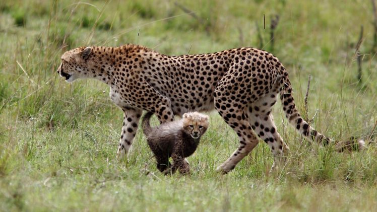 cheetah, Cub, Kitten, Motherhood HD Wallpaper Desktop Background