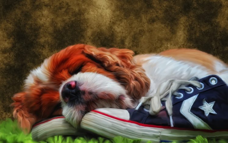 dog, Puppy HD Wallpaper Desktop Background