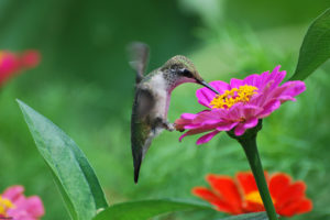 flowers, Birds, Hummingbirds, Tsiniya, Pink
