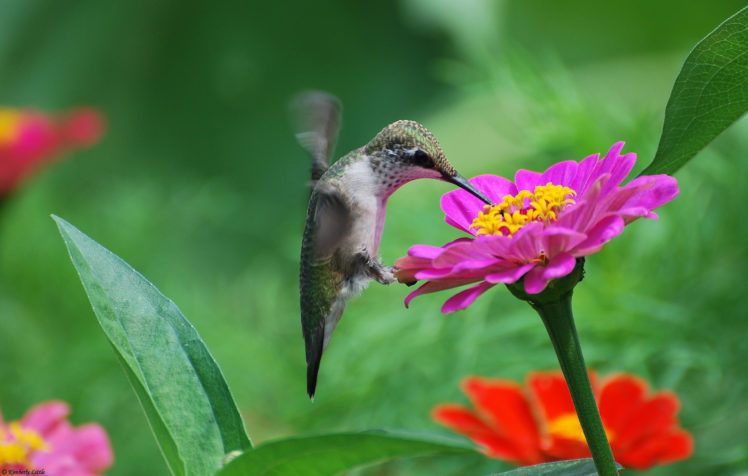 flowers, Birds, Hummingbirds, Tsiniya, Pink HD Wallpaper Desktop Background