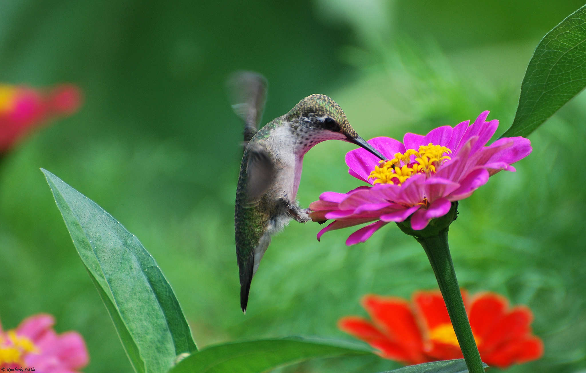 flowers, Birds, Hummingbirds, Tsiniya, Pink Wallpaper