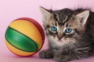 kitten, Ball
