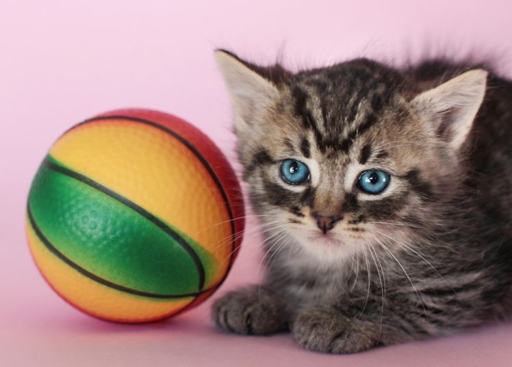 kitten, Ball HD Wallpaper Desktop Background