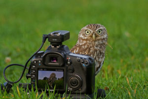 owl, Camera, Canon