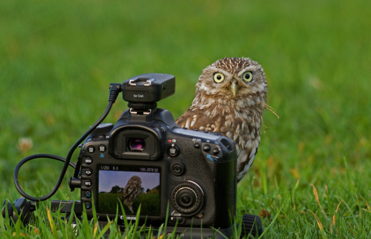 owl, Camera, Canon HD Wallpaper Desktop Background