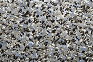 white, Geese, Birds, Flock, Flight