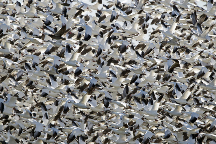 white, Geese, Birds, Flock, Flight HD Wallpaper Desktop Background