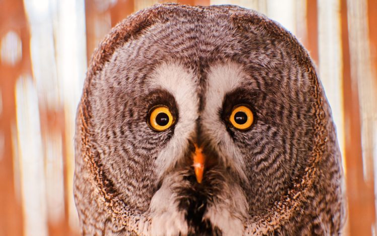 birds, Animals, Owls, Portraits HD Wallpaper Desktop Background