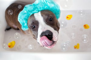bath, Dog