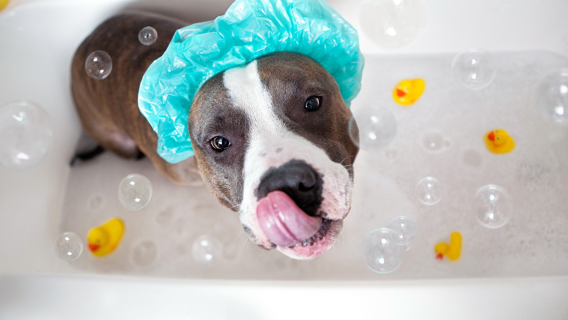 bath, Dog Wallpaper