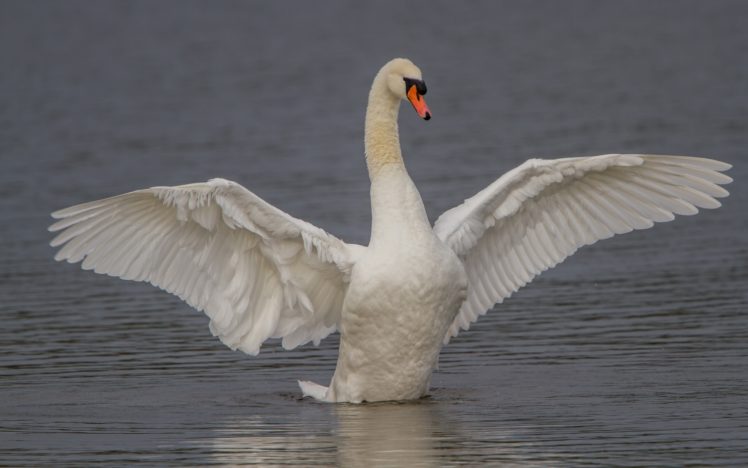 swan, Bird, Wings HD Wallpaper Desktop Background
