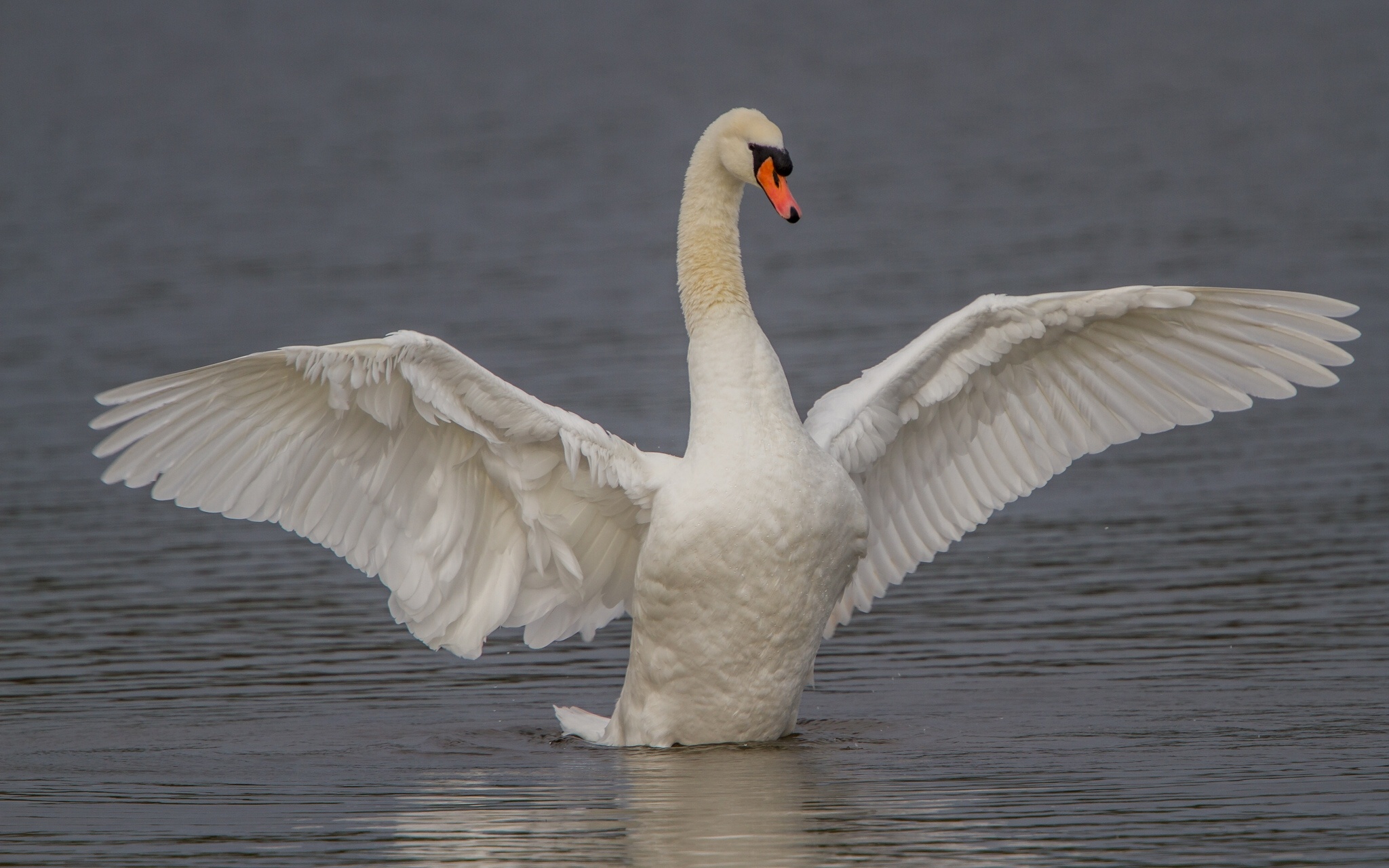 swan, Bird, Wings Wallpaper