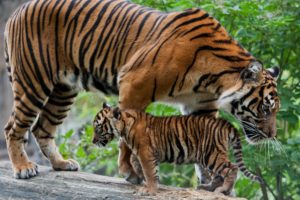 big, Cats, Tigers, Cubs, Animals